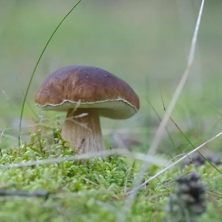 With Thatched Roof, Rekowo Σπίτι διακοπών