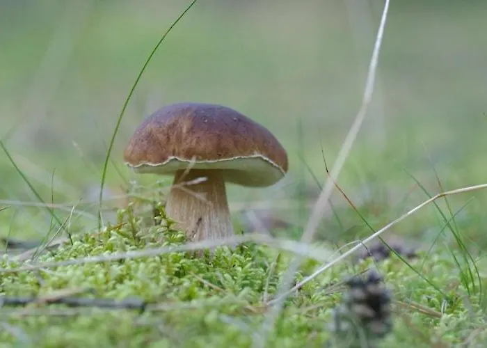 With Thatched Roof, Rekowo 펜션